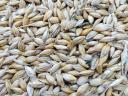 Spring barley for sale, also suitable for sowing