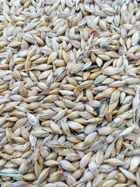 Spring barley for sale, also suitable for sowing