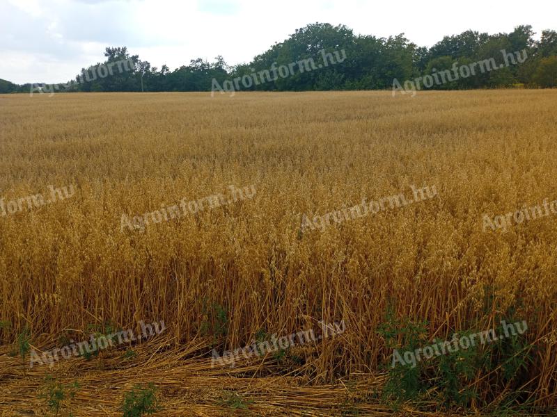 Spring oats for sale