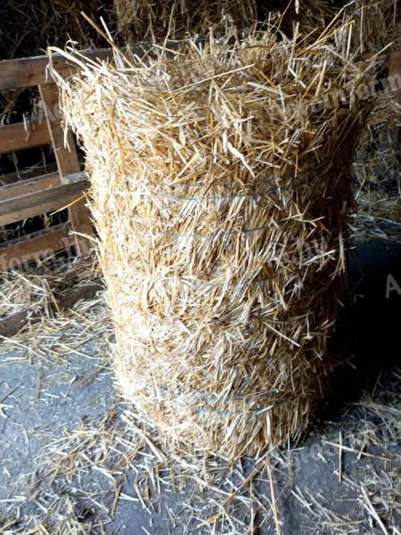 Kleine Ballen Haferstroh zu verkaufen