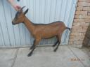 Male and female goats for sale