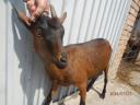 Male and female goats for sale