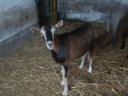 Male and female goats for sale