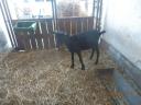 Male and female goats for sale