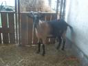 Male and female goats for sale