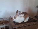 Buckrabbits for sale