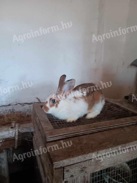 Buckrabbits for sale