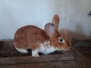 Buckrabbits for sale