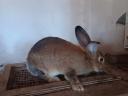 Buckrabbits for sale