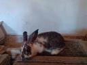 Buckrabbits for sale