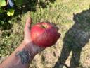 Idared apples for sale