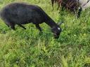 Beautiful sheep, lambs for sale in Heves county