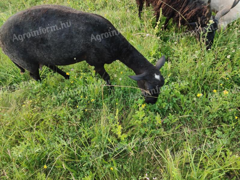 Krásné ovce, jehňata na prodej v Heves County