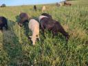 Beautiful sheep, lambs for sale in Heves county