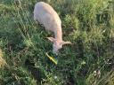 Beautiful sheep, lambs for sale in Heves county