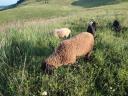 Beautiful sheep, lambs for sale in Heves county