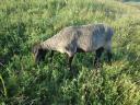 Beautiful sheep, lambs for sale in Heves county