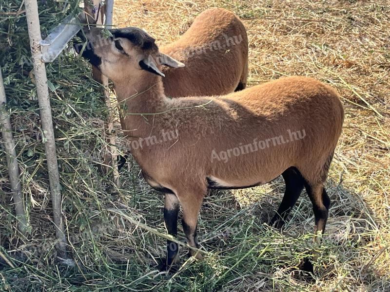 Cameroonian jerkebears for sale