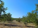 Irrigated, 8-year old, 6.4 ha organic walnut plantation for sale in Balástya + 1.1 ha of adjacent pasture