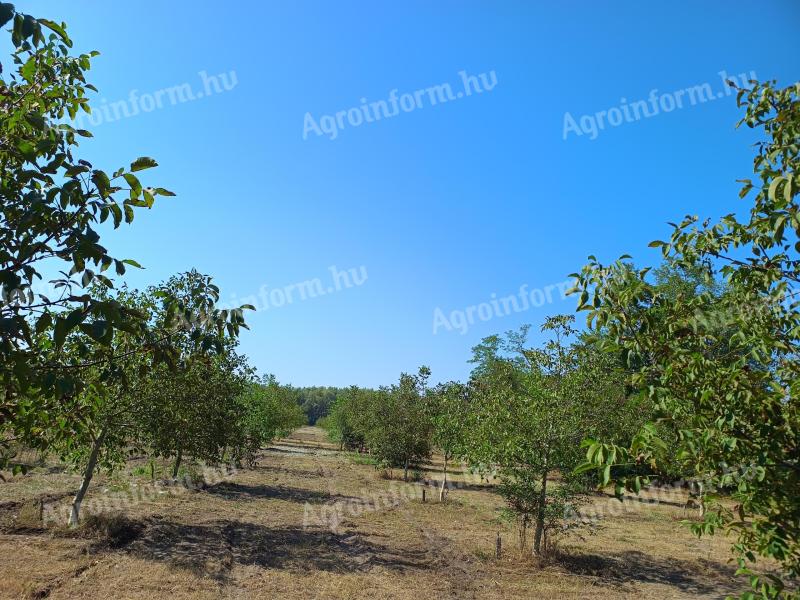 Irrigated, 8-year old, 6.4 ha organic walnut plantation for sale in Balástya + 1.1 ha of adjacent pasture