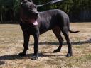 XL mascul pit bull disponibil gratuit