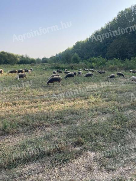 130 sheep for sale