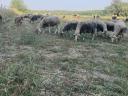 130 sheep for sale