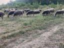 130 sheep for sale