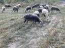 130 sheep for sale