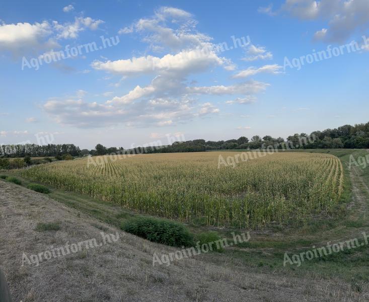 Mais für Silage zu verkaufen