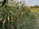 Mais für Silage zu verkaufen