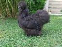 Black silk rooster