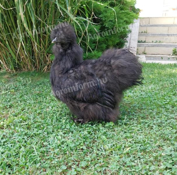 Black silk rooster