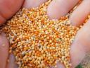 Millet for sale