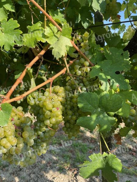 Struguri de vin Veltelini verzi de vânzare în Móron