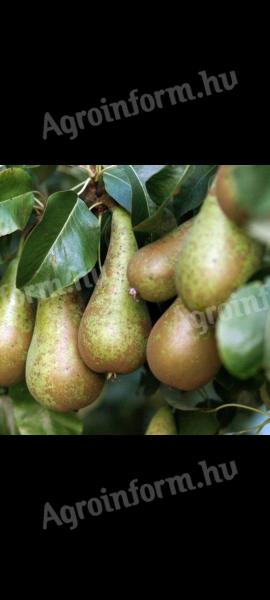 Conference pear