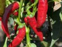 Hot peppers for sale