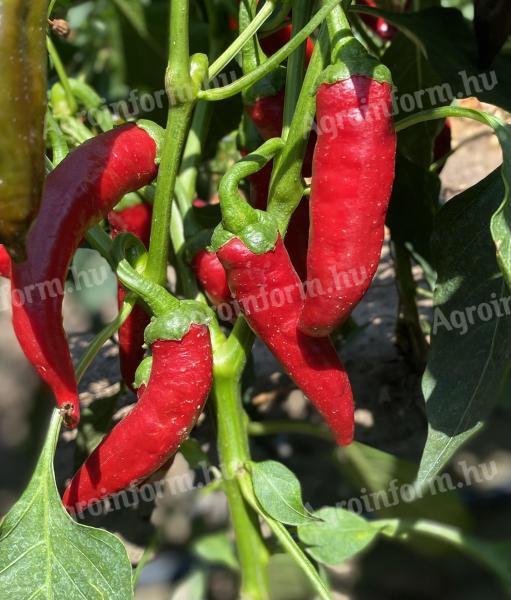 Hot peppers for sale