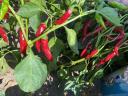 Hot peppers for sale