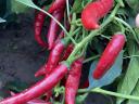 Hot peppers for sale