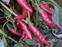 Hot peppers for sale