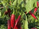 Hot peppers for sale