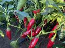 Hot peppers for sale