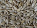 Barley fodder