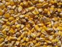 Corn feed