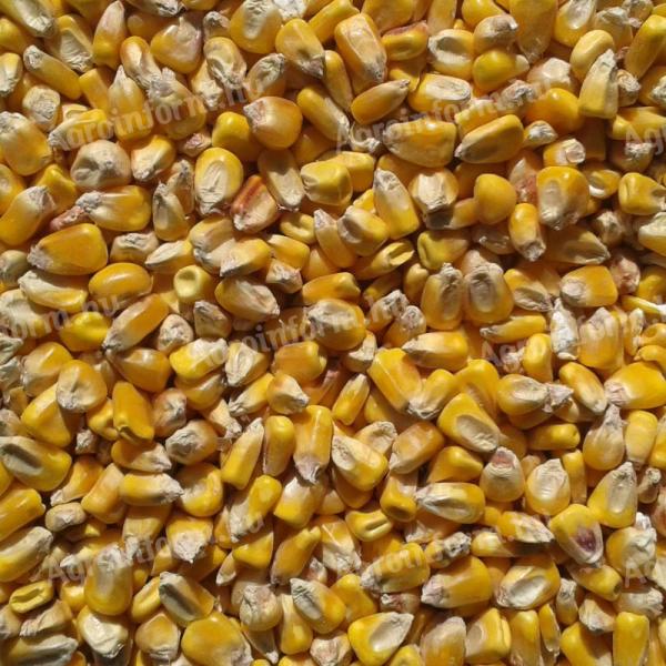 Corn feed