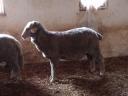 Hungarian merino pedigree ram for sale