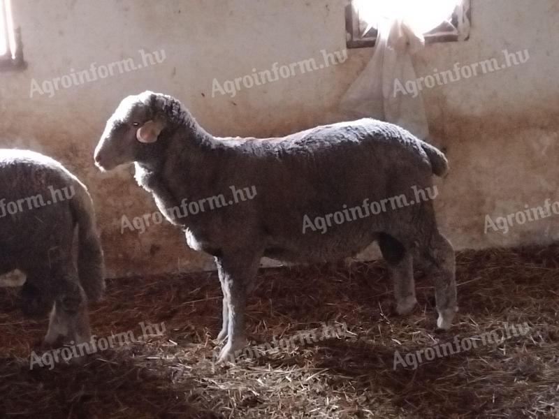 Berbec merino maghiar cu pedigree de vânzare