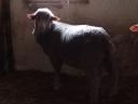 Hungarian merino pedigree ram for sale