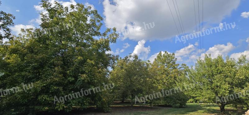 Walnut plantation for sale in West-Hungary, near Csorna, on 15 hectares